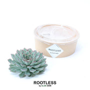 ROOTLESS Succulent Echeveria Pulidonis