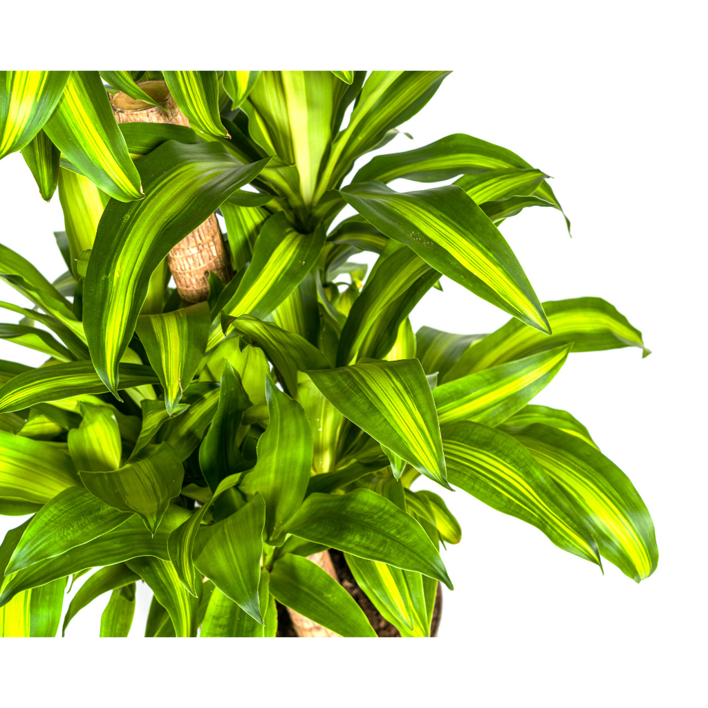 Dracaena Fragrans Massangeana Carrousel, groene bladeren