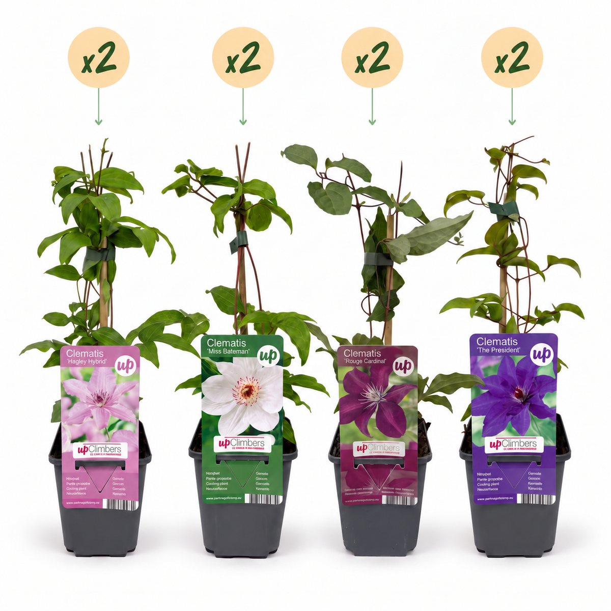 Clematis rainbow mix, bosrank in vier kleuren, detail van het blad