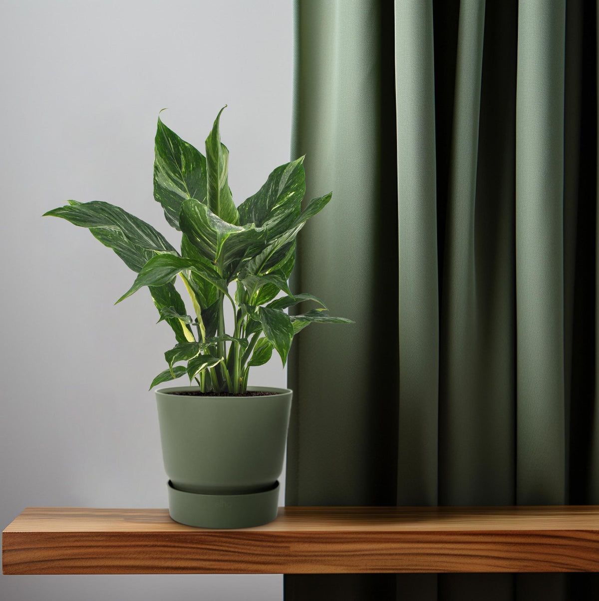 Spathiphyllum Diamond, gezonde plant