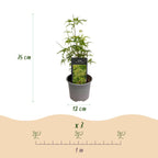 Acer palmatum Seiryu, geschikte tuinplant
