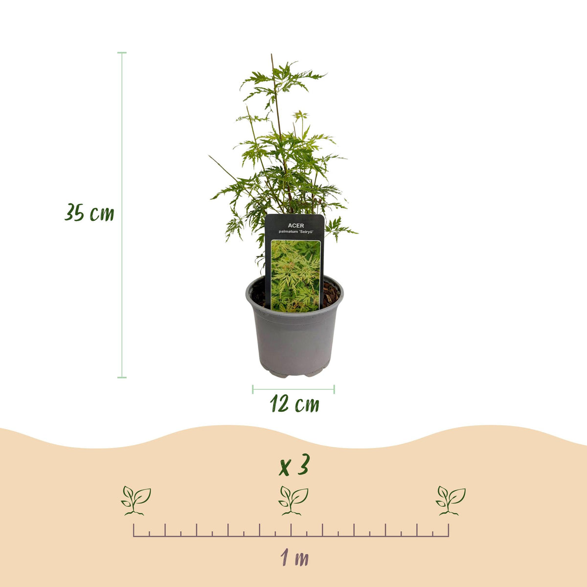 Acer palmatum Seiryu, geschikte tuinplant
