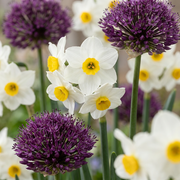 Bloembollen voor de droge tuin, Dry Garden mix