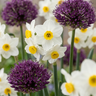 Bloembollen voor de droge tuin, Dry Garden mix