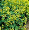 24x Alchemilla mollis