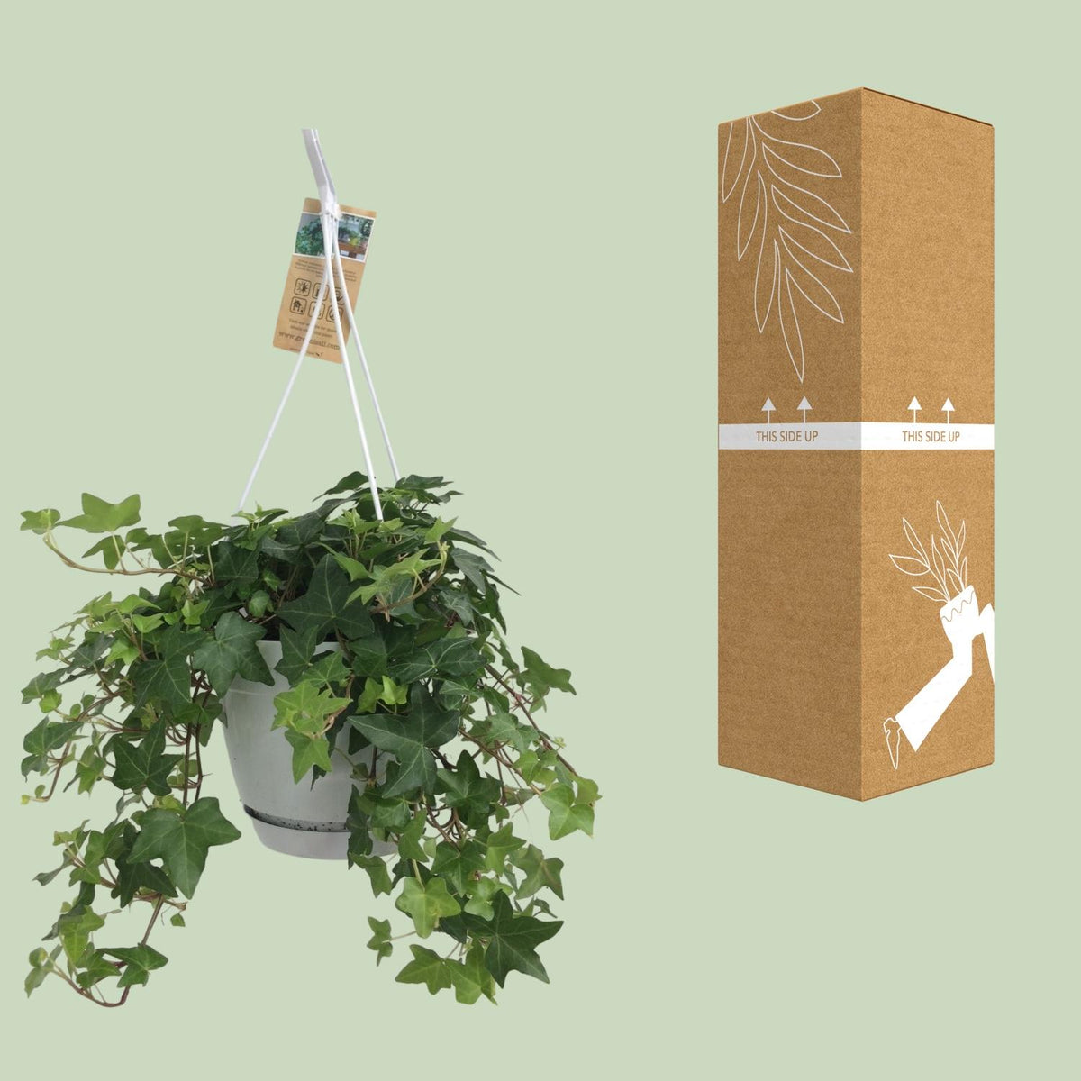 Detailfoto van Hedera Helix Groen - Hangpot Wit / Basic