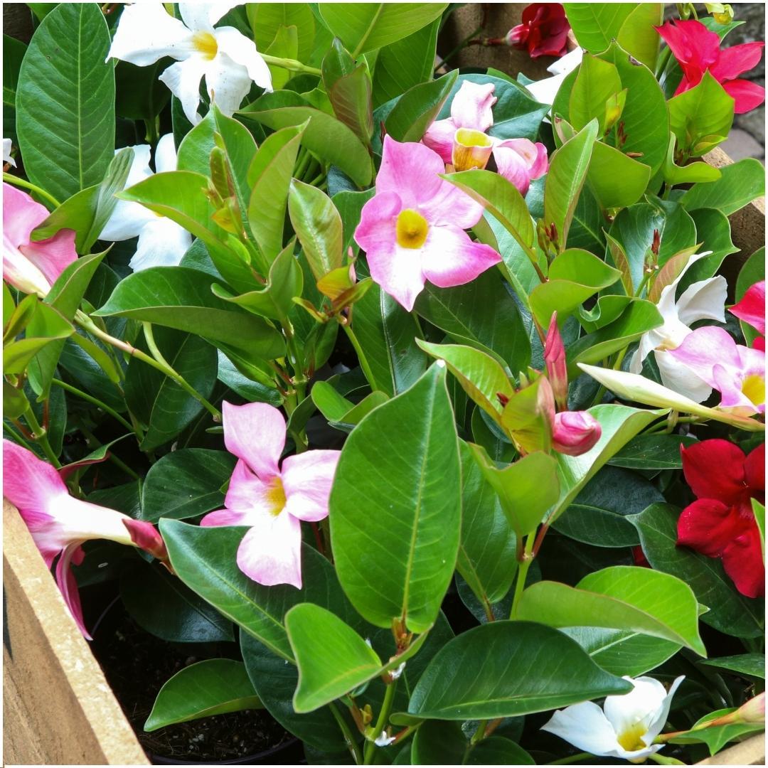 Productafbeelding van Pureplant