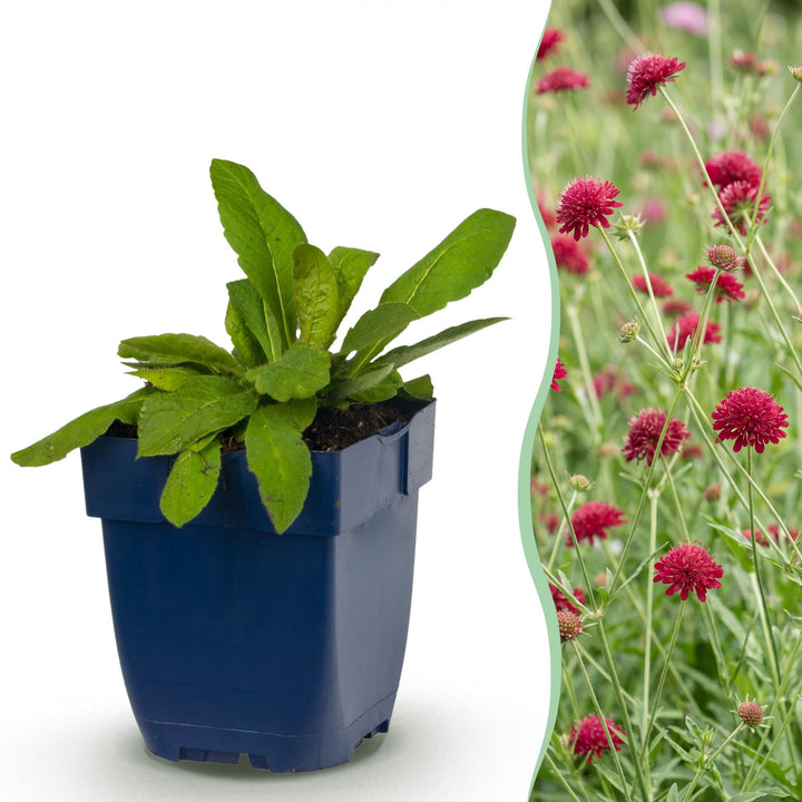 Knautia macedonica - beemdkroon - 12 planten