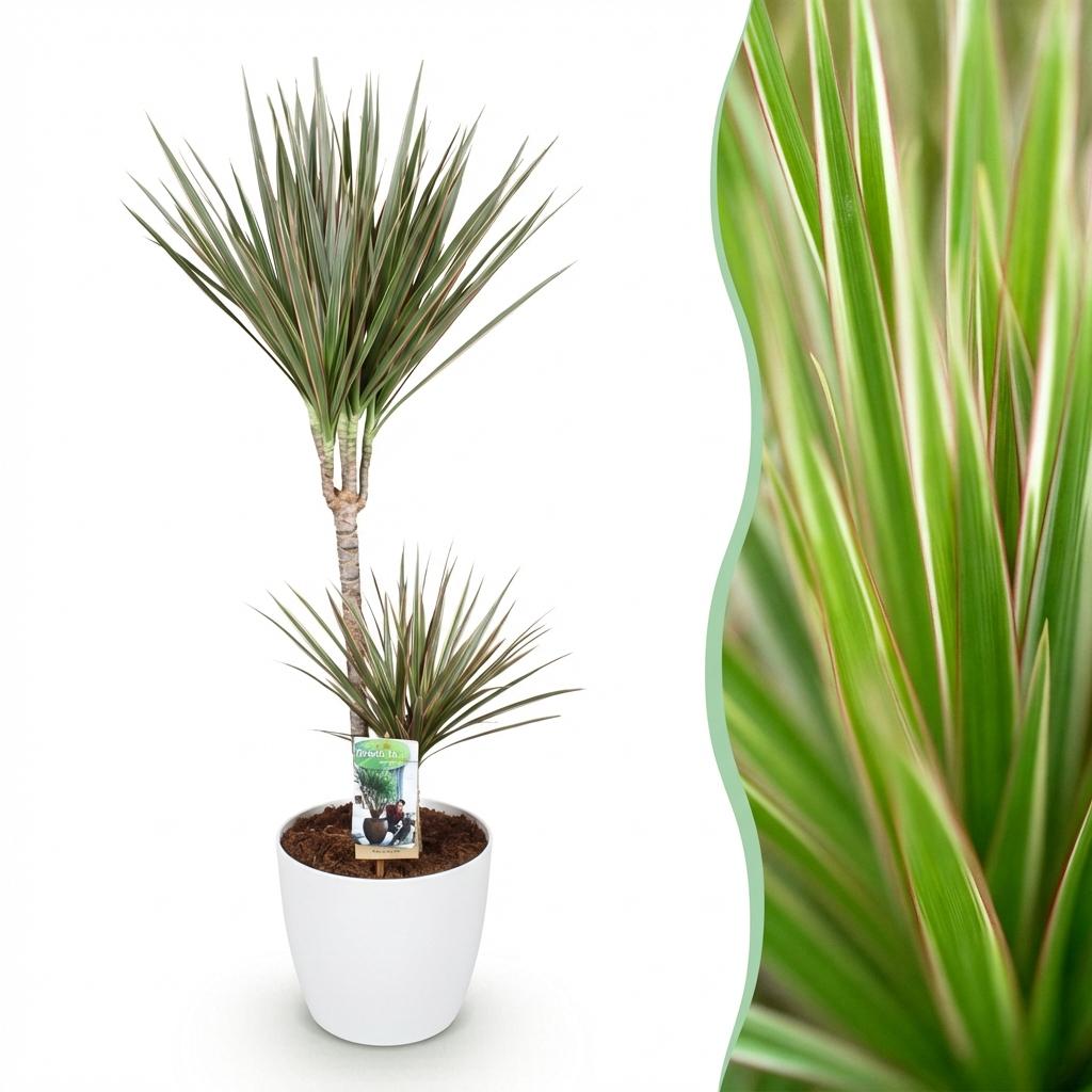 Dracaena Marginata Bicolor, kenmerkend blad