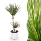 Dracaena Marginata Bicolor, kenmerkend blad