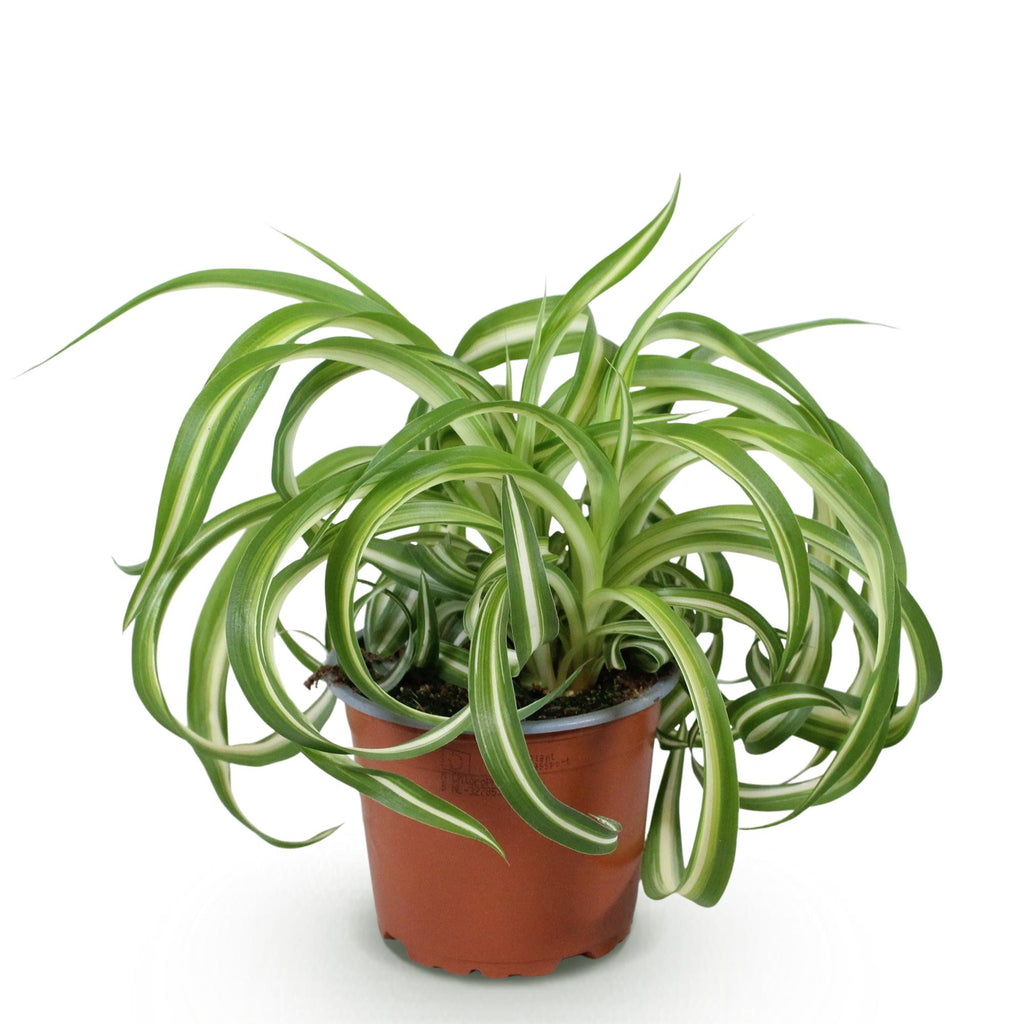 Chlorophytum comosum Bonnie, 20 cm hoog, decoratieve plant