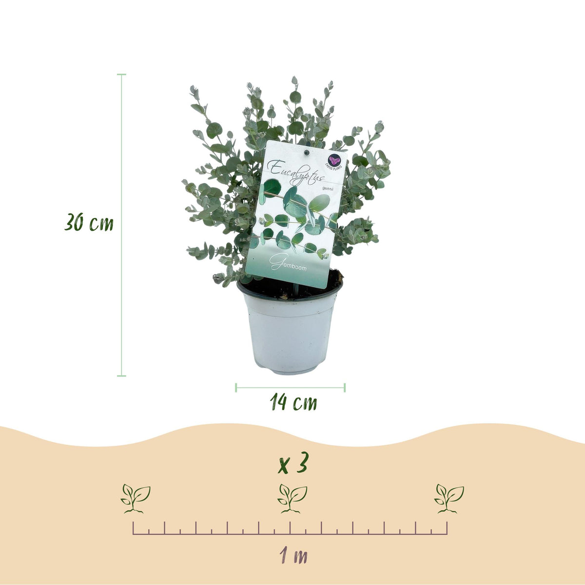 Eucalyptus gunnii, 30 cm hoog, groene bladeren