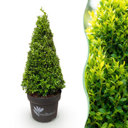 Buxus Pyramide - BetterBuxus Skylight - Resistant tegen de Buxus Schimmel - 2 Planten - Pot 23cm Hoogte 60-70cm
