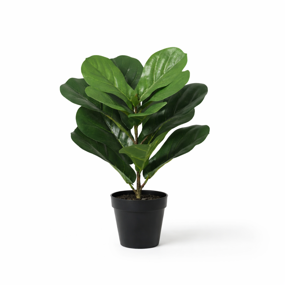 Ficus Lyrata Kamerplant Te Koop