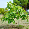 Ficus carica Brown Turkey