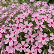 12x Vlambloem Rosette