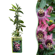 Passiflora &