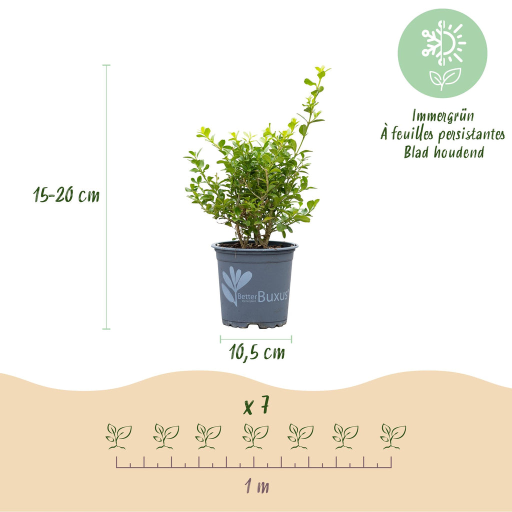 BetterBuxus Babylon Beauty buxusvervanger, schimmelresistent, gezonde plant