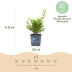 BetterBuxus Babylon Beauty buxusvervanger, schimmelresistent, gezonde plant