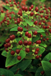 Hypericum inodorum &