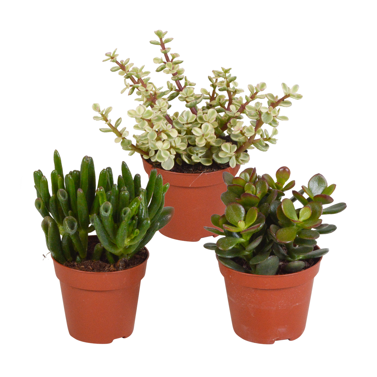 Productafbeelding van Pureplant