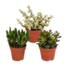 Crassula mix