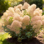Cotinus coggyria Young Lady, gezonde plant