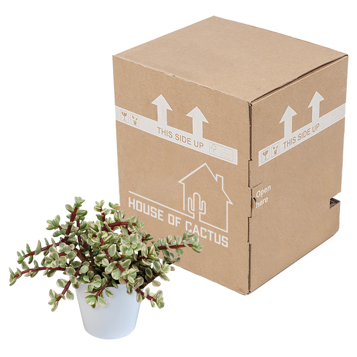Productafbeelding van Pureplant