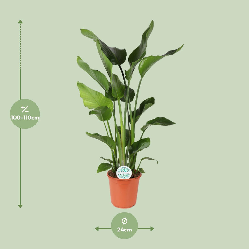 Detailfoto van Strelitzia Nicolai