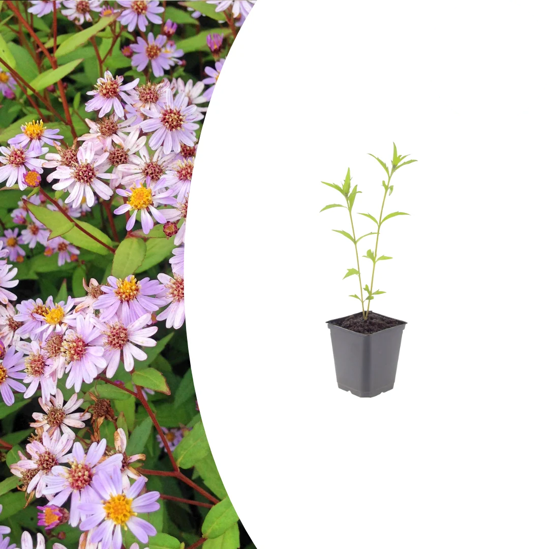 Kalimeris incisa 'Blue Star', detail van het blad