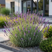 Lavandula ang. Munstead - Lavendel - Geurend - Paars - 6 Planten