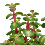 Portulacaria afra mediopicta