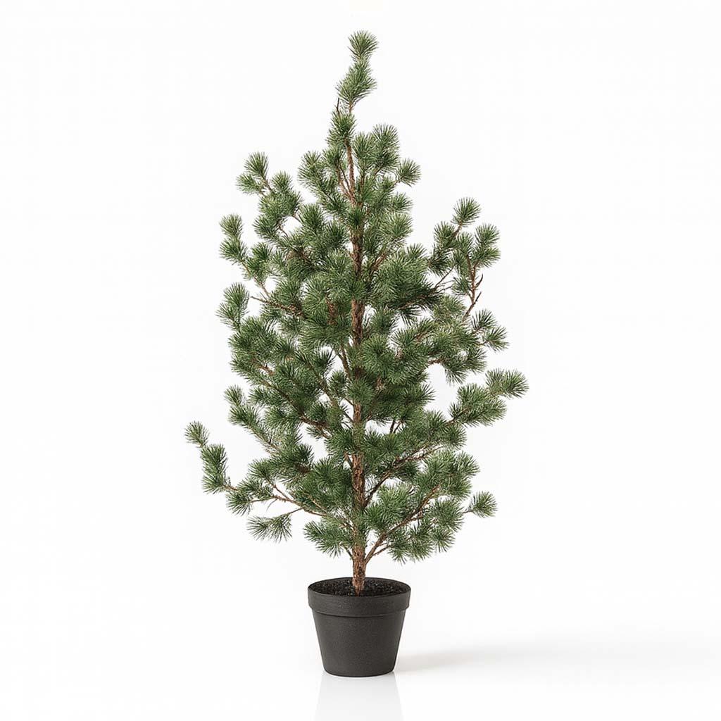 Productfoto van Dennenboom (Cedar Pine)