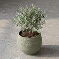 Mand Jorck groen 26 cm, plant in pot