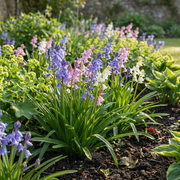 Spaanse boshyacint Hyacinthoides hispanica mix, foto 2