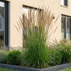 Calamagrostis Karl Foerster - Struisriet - Met Pluim - Groen, plant in pot