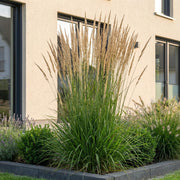 Calamagrostis Karl Foerster - Struisriet - Met Pluim - Groen