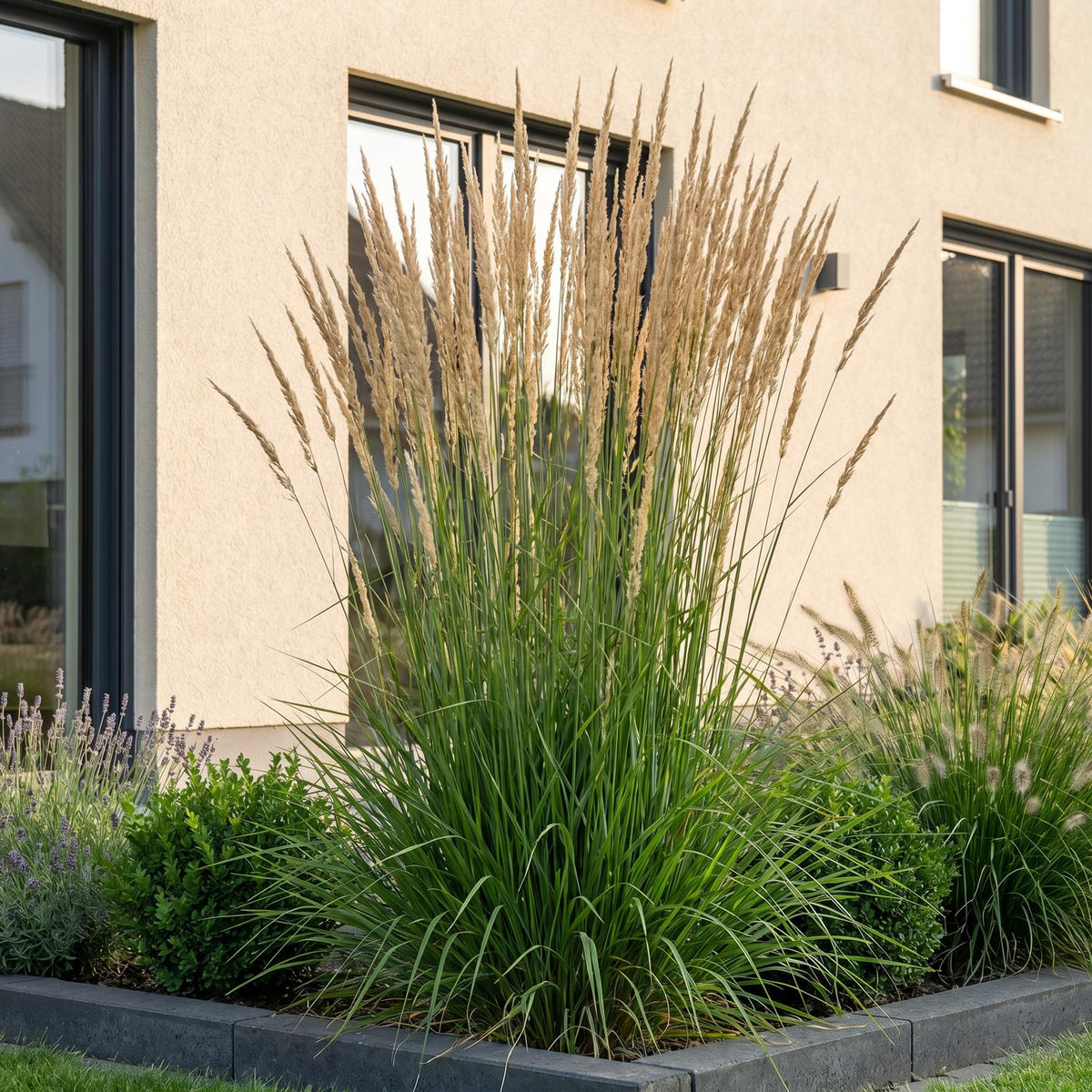Calamagrostis Karl Foerster - Struisriet - Met Pluim - Groen, plant in pot