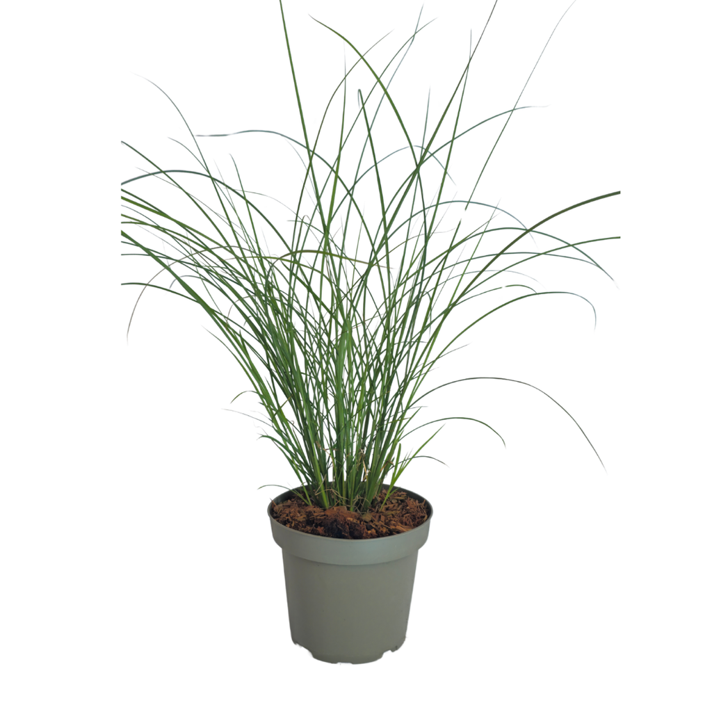 Prachtriet Gracillimus, sierlijk siergras, kenmerkend blad