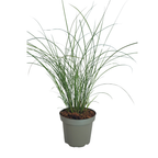 Prachtriet Gracillimus, sierlijk siergras, kenmerkend blad