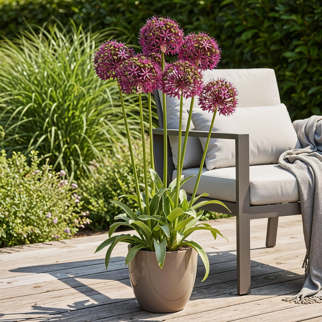 Allium Miami, plant in pot