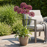 Allium Miami