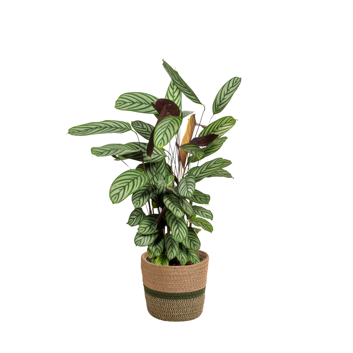 Calathea Oppenheimiana met mand, plant in pot