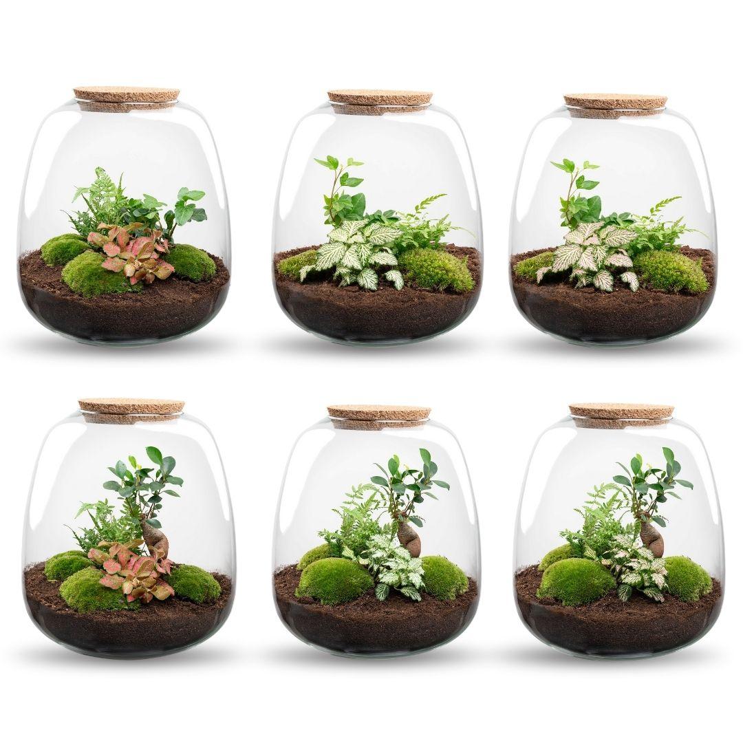 Planten terrarium - Emma - DIY kit - Hedera, wit, groene bladeren