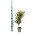 Dracaena Marginata Bicolor, groene bladeren