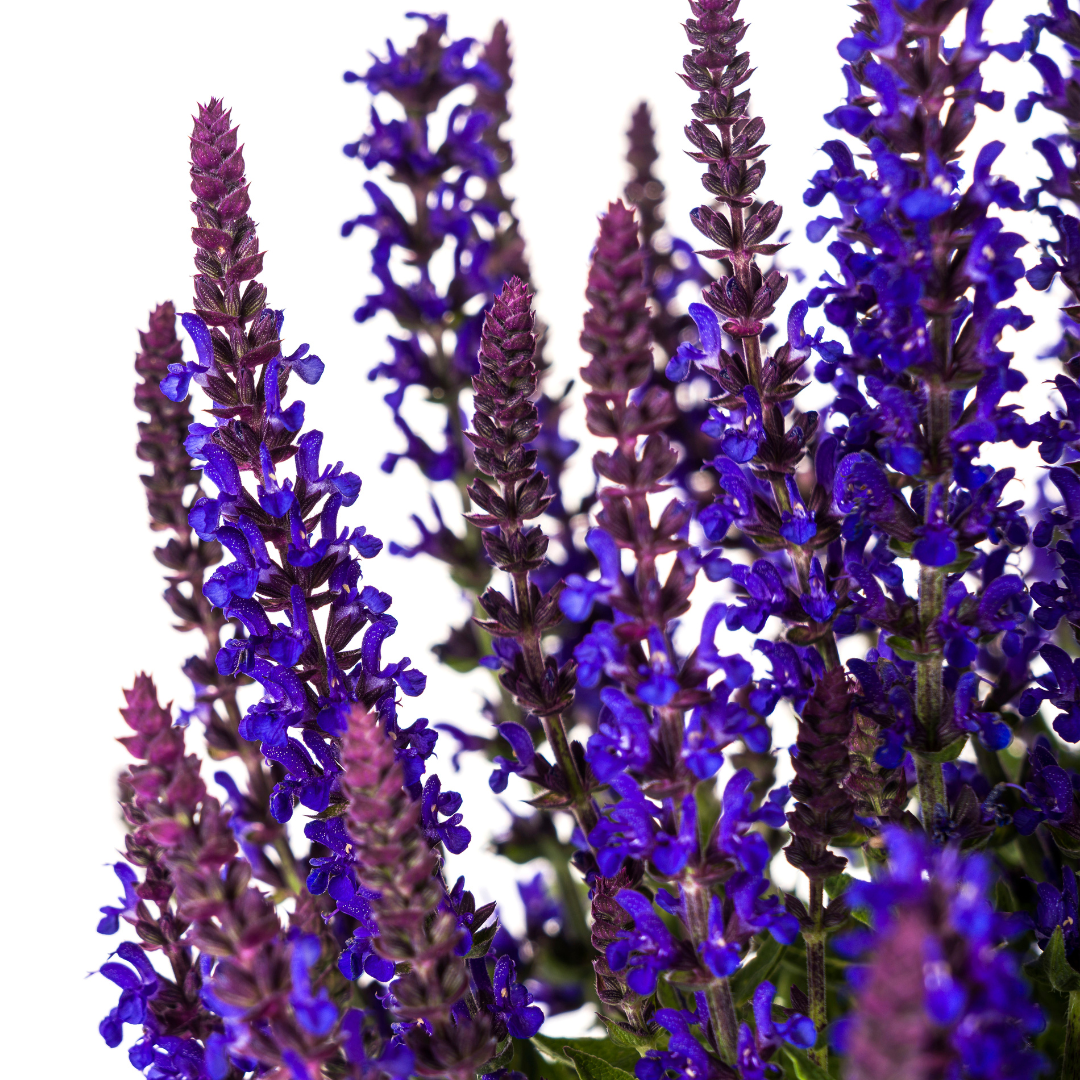 Productafbeelding van Pureplant