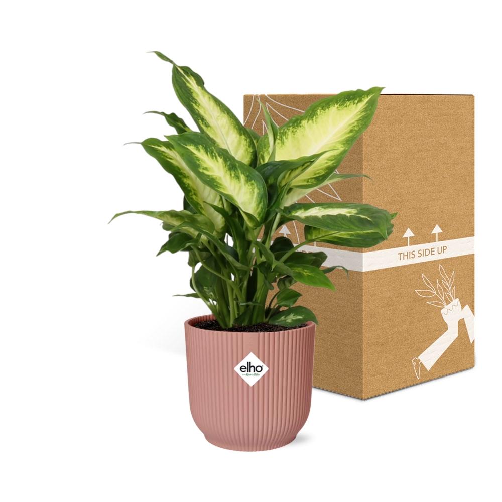 Detailfoto van Dieffenbachia ‘Camilla’ in ELHO Vibes Fold 14cm roze