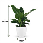 Philodendron Imperial Green met witte pot, groeiwijze van de plant