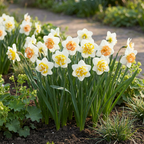 Narcis 'Macaron Bloss' bloembollen, wit-geel, 40 stuks, detail van het blad