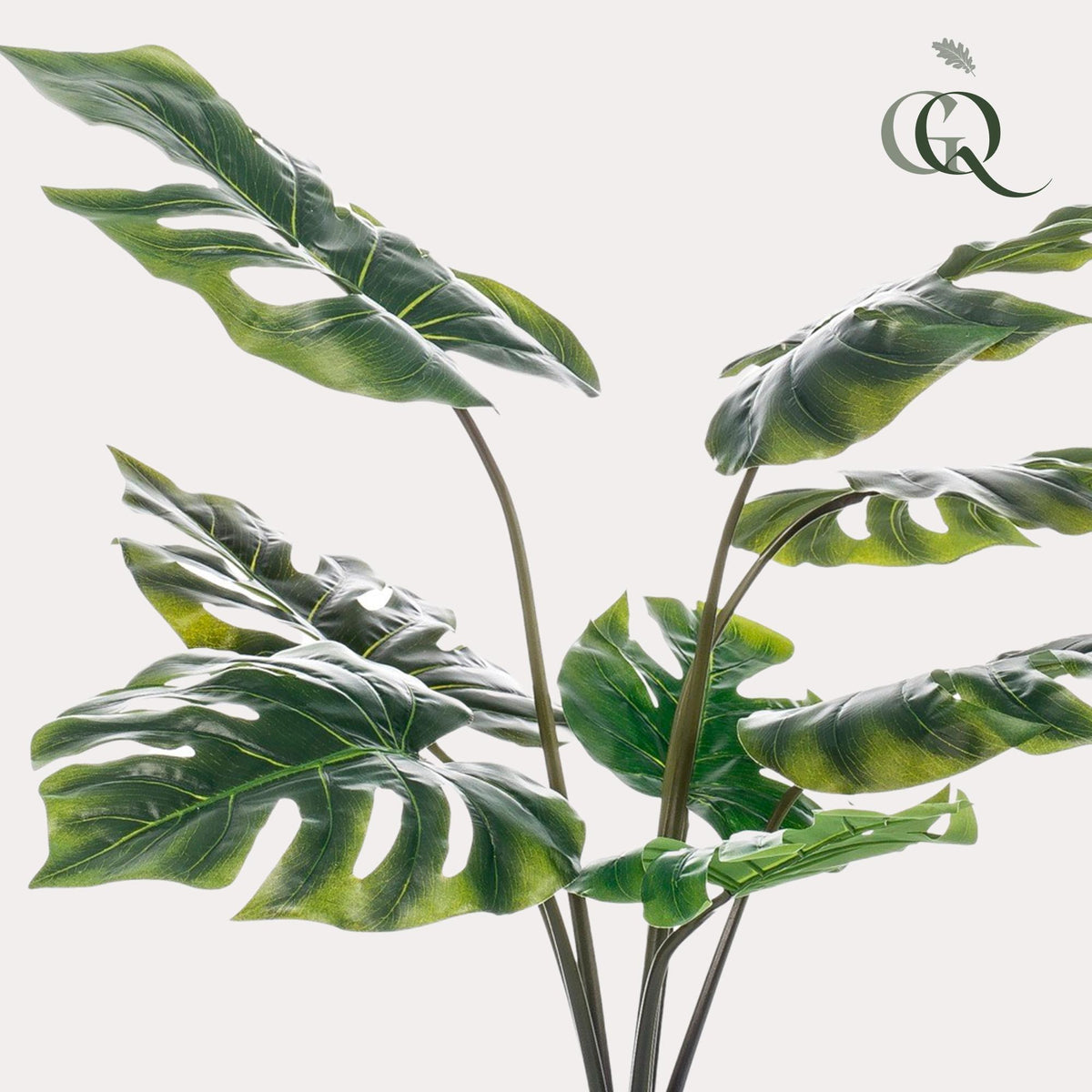 Monstera Deliciosa, kenmerkend blad